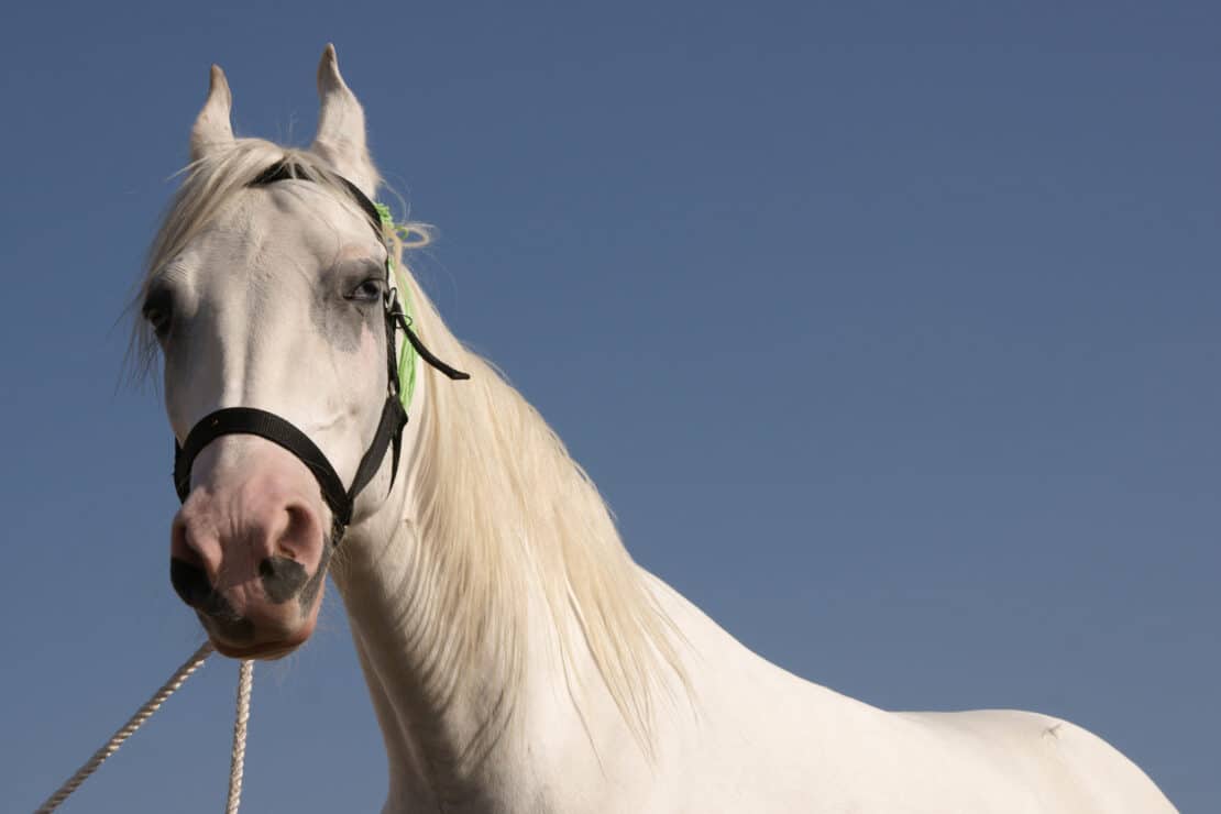 a white Marwari, as one of the racing horse breeds that is most popular in India